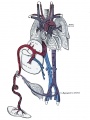Fetal circulation overview