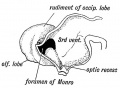 Fig. 157. Mesial Section of the Brain at the 4th week shewing the Rudiment of the Occipital Lobe. (After His.)