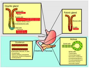 Eutherian gastrointestinal system