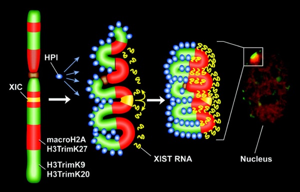 Model for XIST RNA spread from X inactivation center.jpg