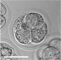 4 cell morula stage development