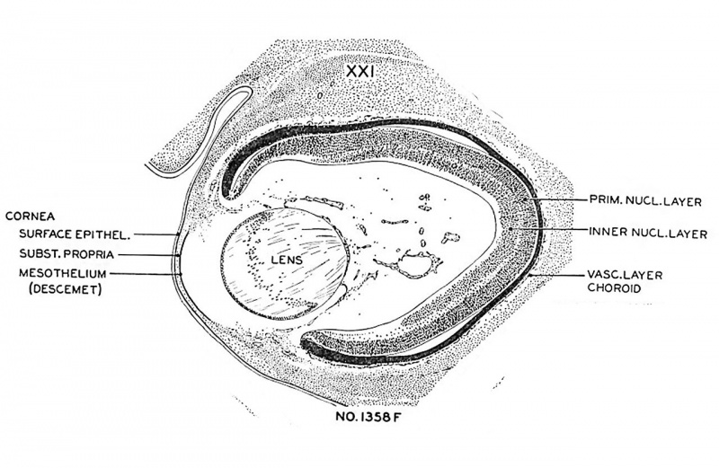 File:Streeter1957 fig06-21.jpg