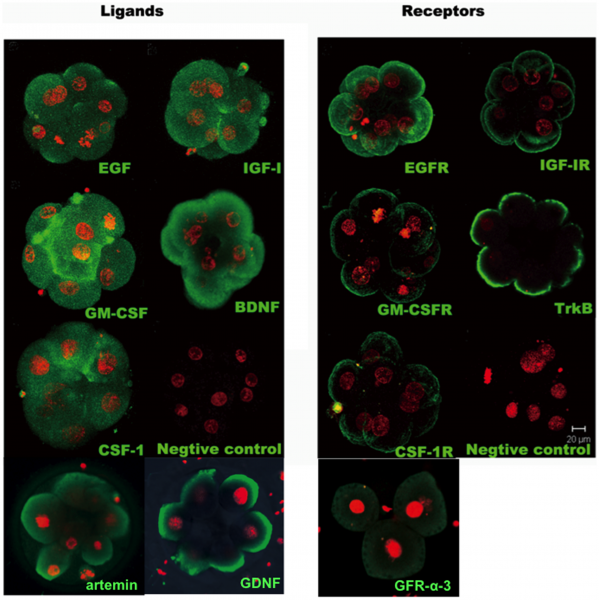 File:Antibody immunostaining of ligands and receptors in triploid human embryos.png