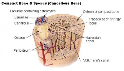 Bone structure cartoon.jpg