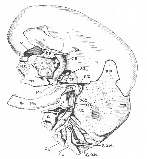 alt = Fig. 3. Profile view of neuro-cranium, visceral cranium, and upper part of neck skeleton.