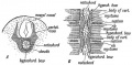 Fig. 118. The development of the Membranous Basis of a Vertebra