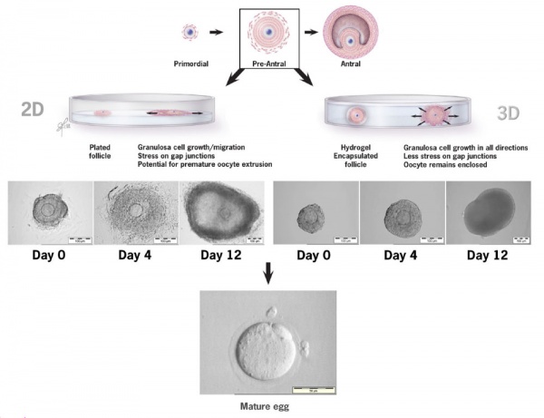 Ovarian follicle growth in vitro.jpg