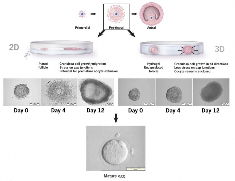 File:Ovarian follicle growth in vitro.jpg
