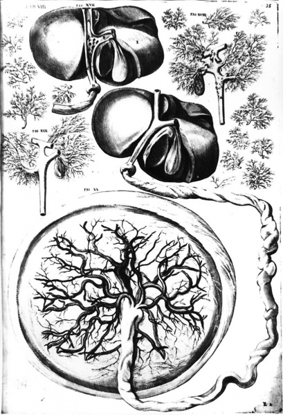 File:Placenta drawing 1600.jpg