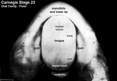 Stage23 embryo oral cavity 02.jpg