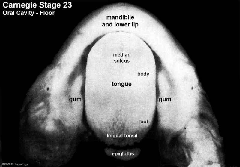 File:Stage23 embryo oral cavity 02.jpg