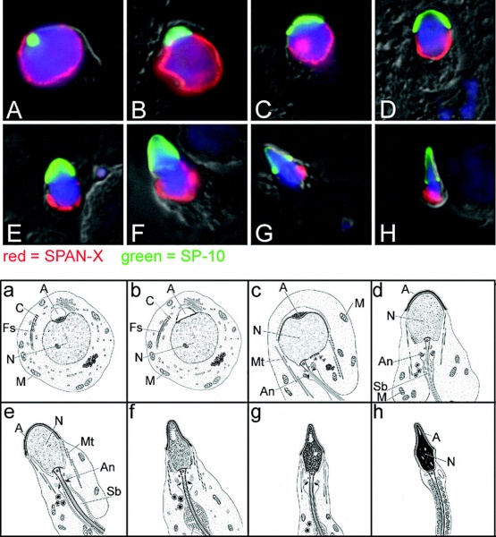 File:Human spermatozoa acrosomal protein SP-10.jpg