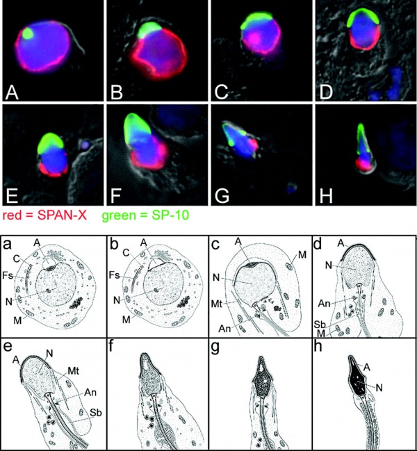 Human spermatozoa acrosomal protein SP-10.jpg