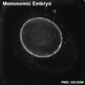 Monosomic embryo icon.jpg