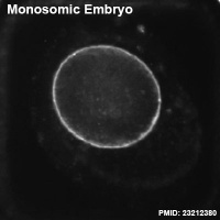 Monosomic embryo icon.jpg