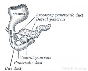 Pancreas: Pancreas Embryology