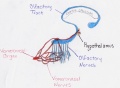 Vomeronasal Organ position.jpg