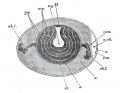 Fig. 1. Diagrammatic section of an unincubated fowl's egg