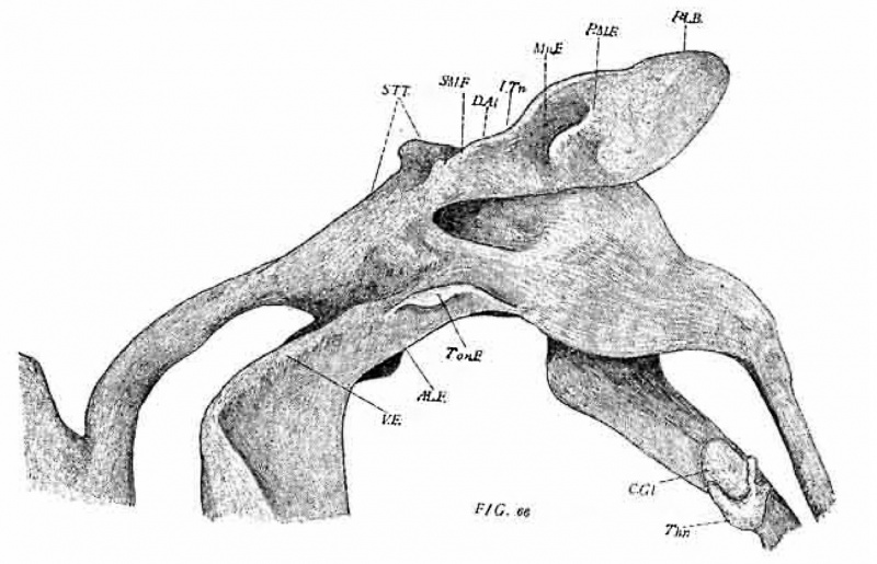 Paper - The pharyngeal pouches and their derivatives in the mammalia ...