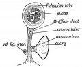 Fig. 64. Diagrammatic section of the Broad Ligament and Fallopian Tube.