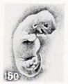 Fig. 150. Macerated, distorted normal cat fetus 10 mm. long. (After Kunz.)