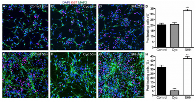Shh signalling increases the number of proliferating cells