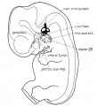 Fig 1 Membranous Labyrinth Human Embryo 14 mm