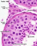 Leydig and Sertoli cells
