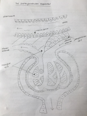 Figure 7.The juxtaglomerular apparatus. Macula dense, juxtaglomerular cells and extraglomerular mesangial are labelled. Drawn by z5178407.