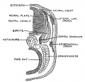 Fig. 92. Diagrammatic Section across the posterior region of the Head of Ammoecetes