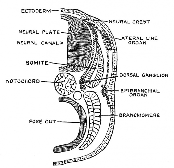 Fig. 92 Diagrammatic Section across the posterior region of the Head of Ammoecetes