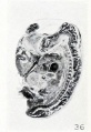 Fig. 36. Section of a similar fetus, to show structure. No. 675. X4.5.