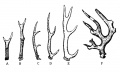 Fig. 8. Fossil deer antlers