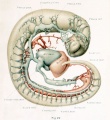 Right view of the main arteries and veins in a human embryo 4 mm long.