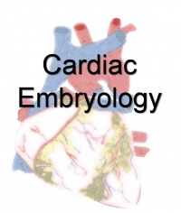 Cardiac Embryology ILP Watermark.jpg
