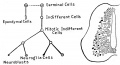 Fig. 3. Diagram showing the differentiation of the cells of the wall of the neural tube