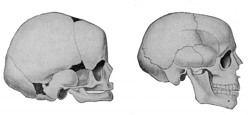 McMurrich1914 fig284.jpg