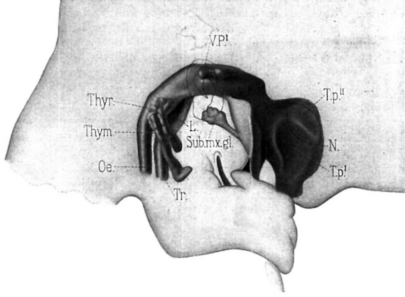 File:Sudler1902-fig10.jpg