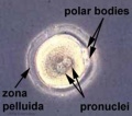 Early zygote labeled