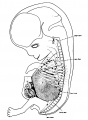 Fig 3. 31 mm embryo