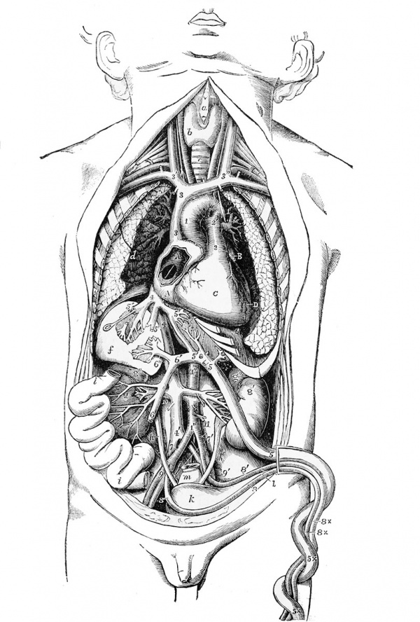 Figure 597. Semi-diagrammatic view of the Organs of Circulation in the Foetus from Before