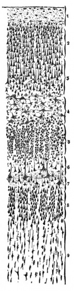 File:1899 Cajal 01.jpg