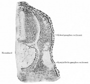 Shark Development - Embryology