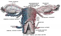 589 Vessels of the uterus and its appendages.
