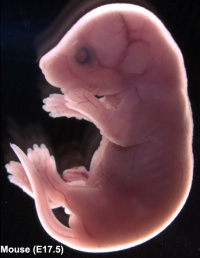 25 day old human embryo