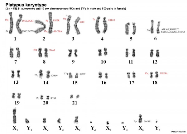 Platypus karyotype.jpg