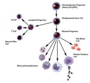Blood stem cells