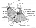 Fig.198. Diagram of the Septa of the Heart viewed on the right side.