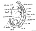Fig. 233. Lateral view of a human embryo at the 28th day, showing the Limb Buds, Lateral Edges, and Primitive Segments.