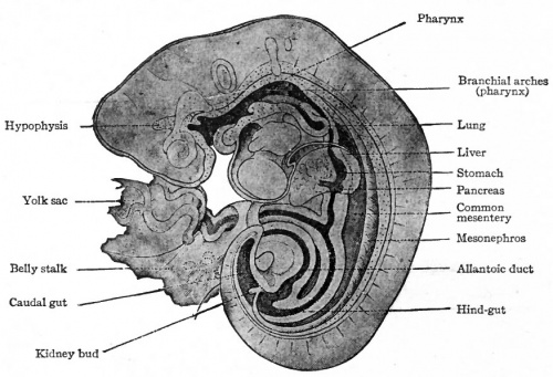 Historic image of the human embryo